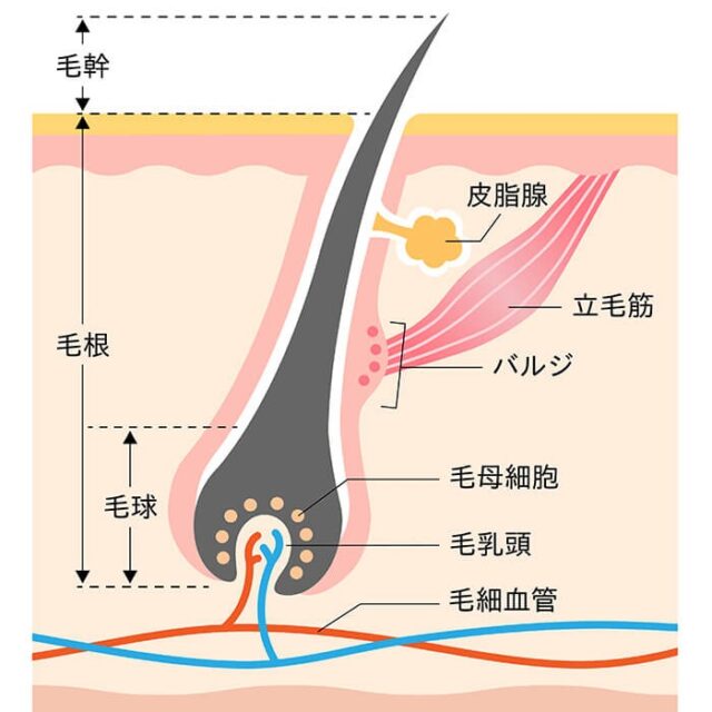 毛根や毛球など毛が生えるメカニズムを示した図